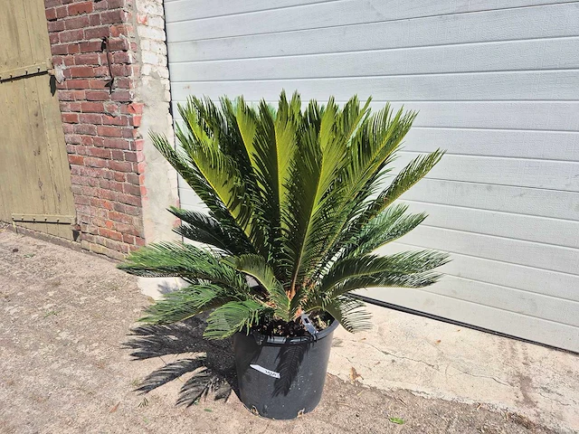 Vredespalm - cycas revoluta - hoogte ca. 100 cm - afbeelding 1 van  3