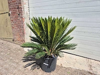 Vredespalm - cycas revoluta - hoogte ca. 100 cm - afbeelding 1 van  3
