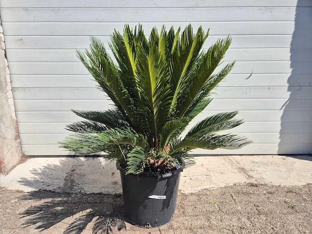 Vredespalm - cycas revoluta - hoogte ca. 100 cm - afbeelding 2 van  3