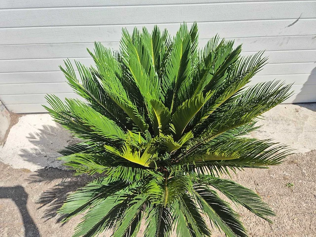 Vredespalm - cycas revoluta - hoogte ca. 100 cm - afbeelding 3 van  3