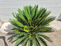 Vredespalm - cycas revoluta - hoogte ca. 100 cm - afbeelding 3 van  3