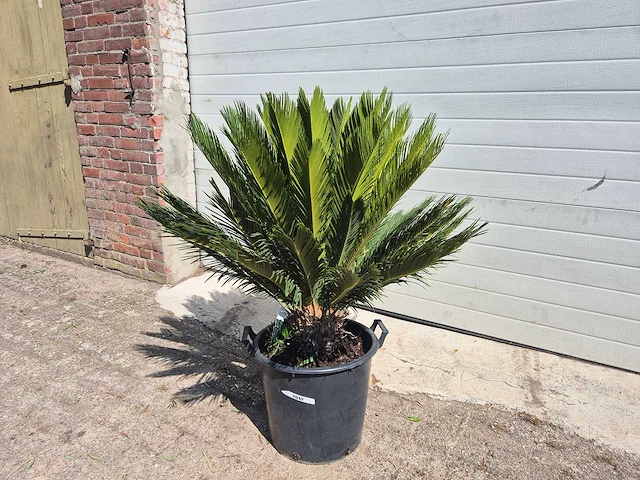 Vredespalm - cycas revoluta - hoogte ca. 100 cm - afbeelding 1 van  3
