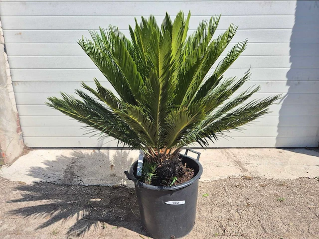Vredespalm - cycas revoluta - hoogte ca. 100 cm - afbeelding 2 van  3