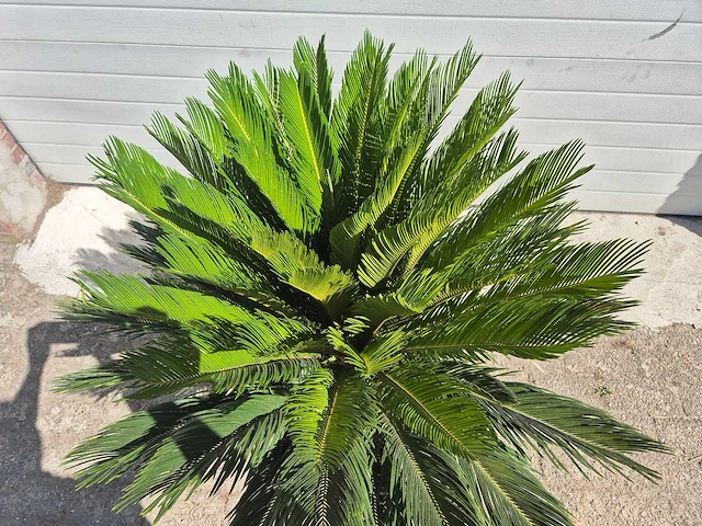 Vredespalm - cycas revoluta - hoogte ca. 100 cm - afbeelding 3 van  3