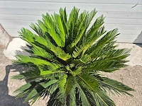 Vredespalm - cycas revoluta - hoogte ca. 100 cm - afbeelding 3 van  3