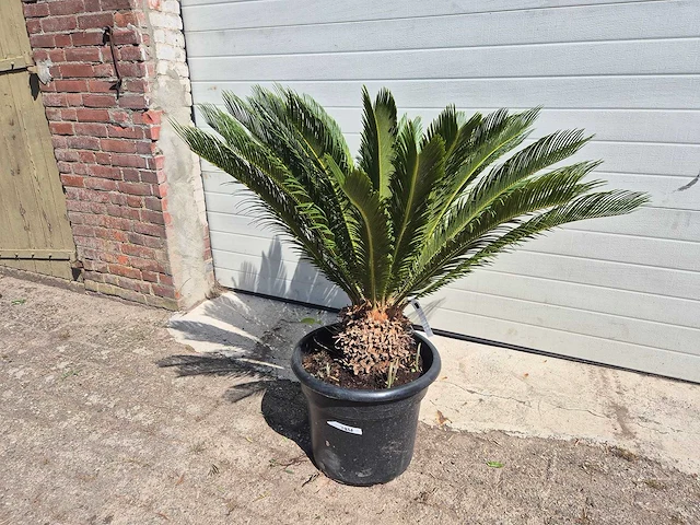 Vredespalm - cycas revoluta - hoogte ca. 100 cm - afbeelding 1 van  3