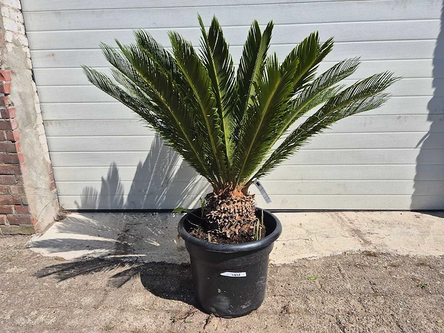 Vredespalm - cycas revoluta - hoogte ca. 100 cm - afbeelding 2 van  3