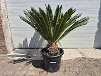 Vredespalm - cycas revoluta - hoogte ca. 100 cm - afbeelding 2 van  3
