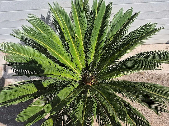 Vredespalm - cycas revoluta - hoogte ca. 100 cm - afbeelding 3 van  3