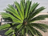 Vredespalm - cycas revoluta - hoogte ca. 100 cm - afbeelding 3 van  3