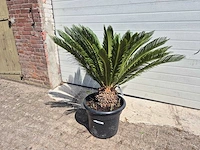 Vredespalm - cycas revoluta - hoogte ca. 100 cm - afbeelding 1 van  3