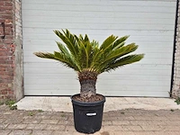 Vredespalm - cycas revoluta - hoogte ca. 120 cm - afbeelding 1 van  2