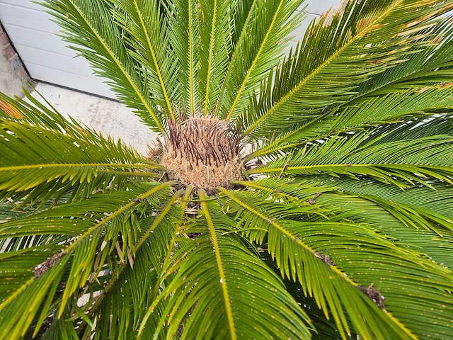 Vredespalm - cycas revoluta - hoogte ca. 120 cm - afbeelding 2 van  2