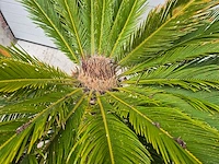 Vredespalm - cycas revoluta - hoogte ca. 120 cm - afbeelding 2 van  2