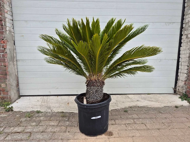 Vredespalm - cycas revoluta - hoogte ca. 120 cm - afbeelding 1 van  2