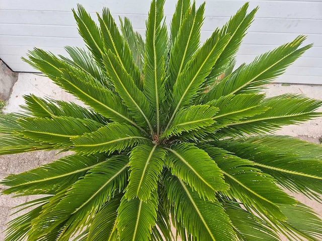 Vredespalm - cycas revoluta - hoogte ca. 120 cm - afbeelding 2 van  2
