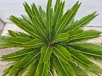 Vredespalm - cycas revoluta - hoogte ca. 120 cm - afbeelding 2 van  2
