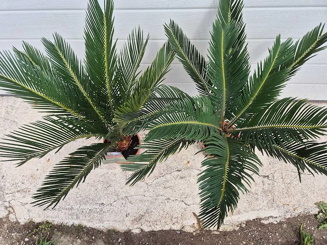 Vredespalm - cycas revoluta - hoogte ca. 50 cm (2x) - afbeelding 2 van  3