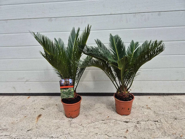 Vredespalm - cycas revoluta - hoogte ca. 50 cm (2x) - afbeelding 1 van  3