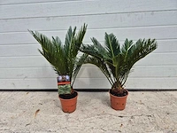 Vredespalm - cycas revoluta - hoogte ca. 50 cm (2x) - afbeelding 1 van  3