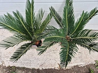 Vredespalm - cycas revoluta - hoogte ca. 50 cm (2x) - afbeelding 2 van  3