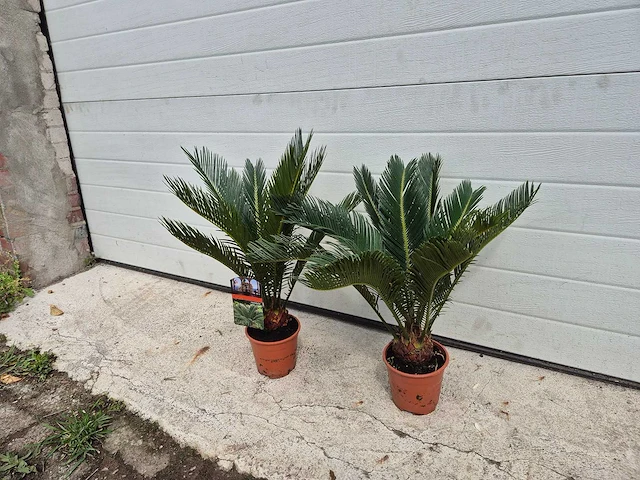 Vredespalm - cycas revoluta - hoogte ca. 50 cm (2x) - afbeelding 3 van  3