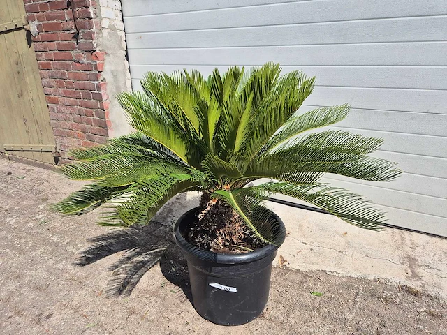 Vredespalm - cycas revoluta - hoogte ca. 80 cm - afbeelding 1 van  3