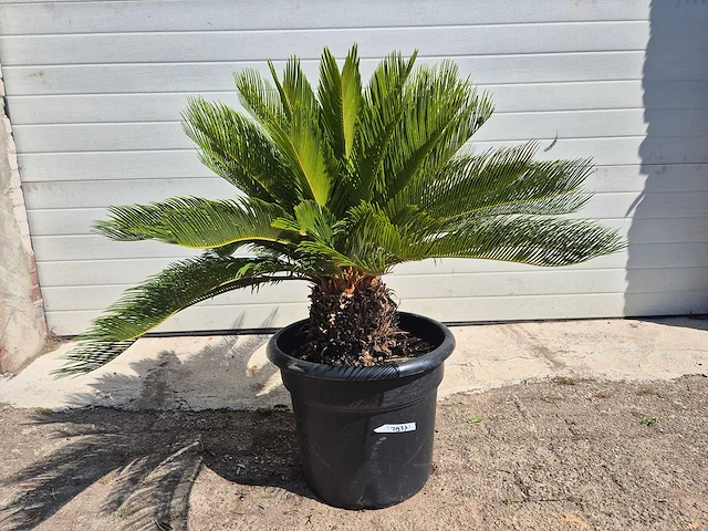 Vredespalm - cycas revoluta - hoogte ca. 80 cm - afbeelding 2 van  3