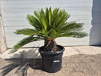 Vredespalm - cycas revoluta - hoogte ca. 80 cm - afbeelding 2 van  3