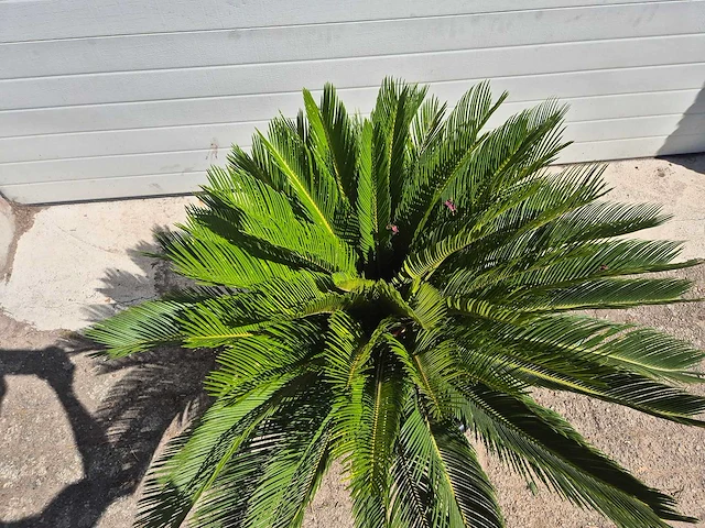 Vredespalm - cycas revoluta - hoogte ca. 80 cm - afbeelding 3 van  3
