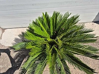 Vredespalm - cycas revoluta - hoogte ca. 80 cm - afbeelding 3 van  3