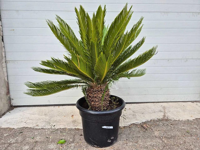 Vredespalm - cycas revoluta - hoogte ca. 80 cm - afbeelding 1 van  3