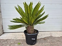 Vredespalm - cycas revoluta - hoogte ca. 80 cm - afbeelding 1 van  3