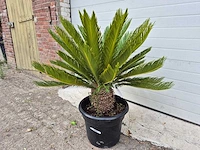 Vredespalm - cycas revoluta - hoogte ca. 80 cm - afbeelding 2 van  3