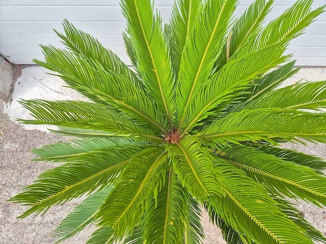 Vredespalm - cycas revoluta - hoogte ca. 80 cm - afbeelding 3 van  3