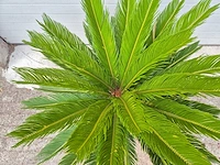 Vredespalm - cycas revoluta - hoogte ca. 80 cm - afbeelding 3 van  3