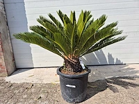 Vredespalm - cycas revoluta - hoogte ca. 80 cm - afbeelding 1 van  4