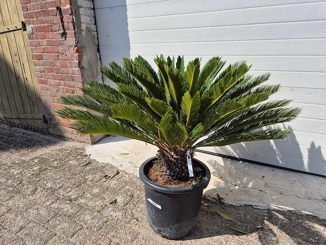 Vredespalm - cycas revoluta - hoogte ca. 80 cm - afbeelding 2 van  4