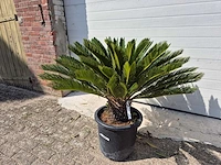 Vredespalm - cycas revoluta - hoogte ca. 80 cm - afbeelding 2 van  4