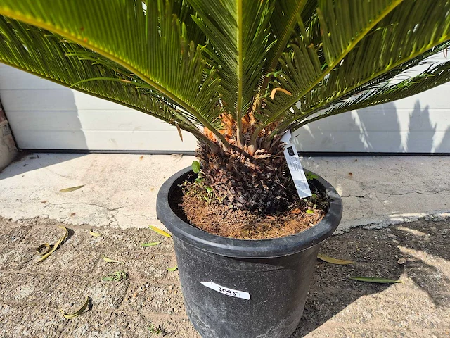 Vredespalm - cycas revoluta - hoogte ca. 80 cm - afbeelding 3 van  4