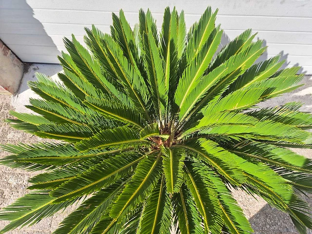 Vredespalm - cycas revoluta - hoogte ca. 80 cm - afbeelding 4 van  4