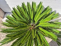 Vredespalm - cycas revoluta - hoogte ca. 80 cm - afbeelding 4 van  4