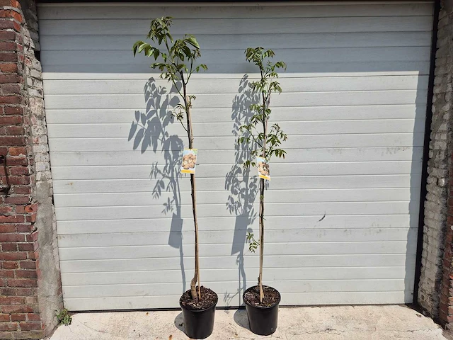 Walnootboom - fruit tree - juglans regia - hoogte ca. 180cm - afbeelding 1 van  4