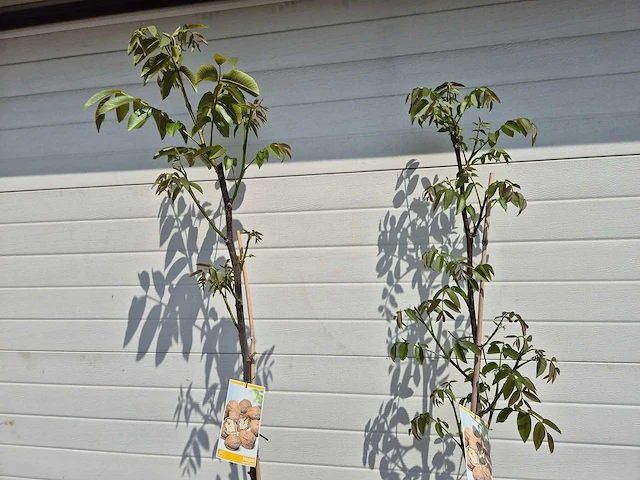 Walnootboom - fruit tree - juglans regia - hoogte ca. 180cm - afbeelding 2 van  4