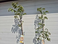 Walnootboom - fruit tree - juglans regia - hoogte ca. 180cm - afbeelding 2 van  4