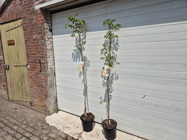 Walnootboom - fruit tree - juglans regia - hoogte ca. 180cm - afbeelding 3 van  4