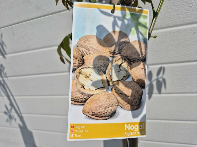 Walnootboom - fruit tree - juglans regia - hoogte ca. 180cm - afbeelding 4 van  4