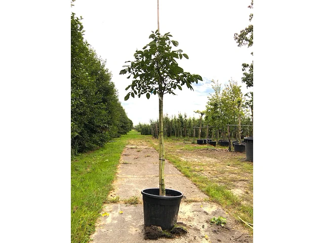Walnotenboom juglans 'chandler', vruchtboom, ca. 2 m hoog - afbeelding 1 van  1