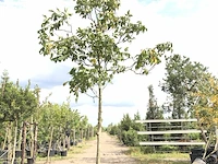 Walnotenboom juglans regia, vruchtboom, ca. 4 m hoog - afbeelding 1 van  1