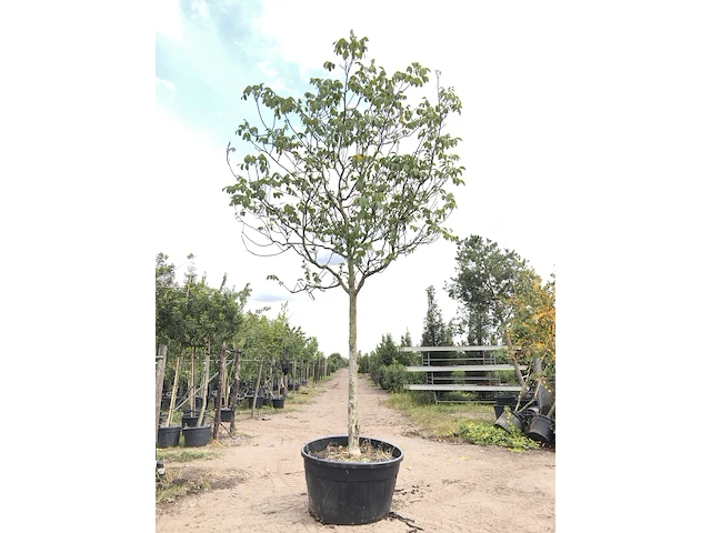 Walnotenboom juglans regia, vruchtboom, ca. 5 m hoog - afbeelding 1 van  1
